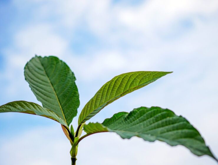Kratom leaves