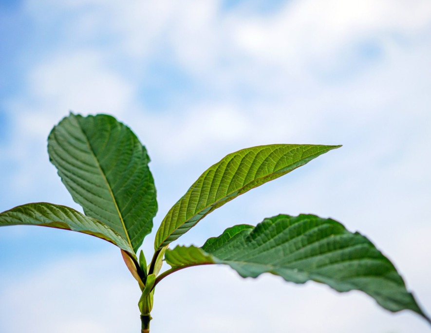 Kratom leaves