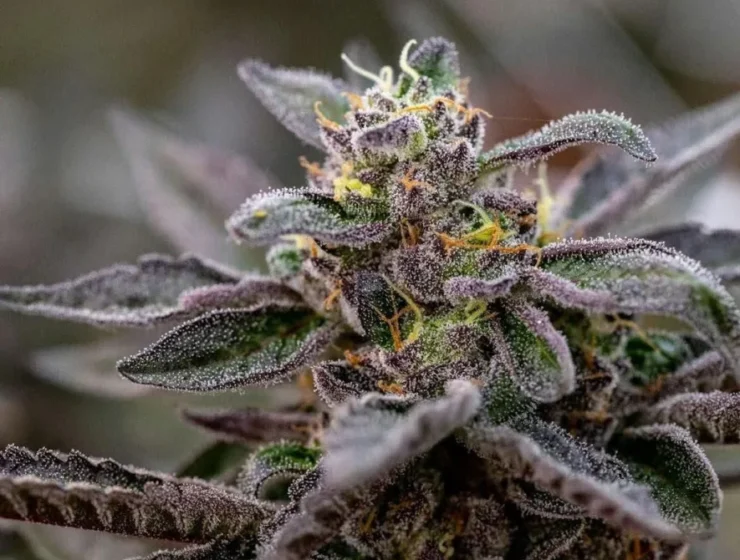 A cannabis plant associated with dependence and Marijuana withdrawal symptoms.