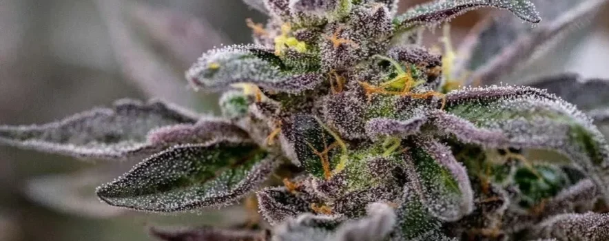 A cannabis plant associated with dependence and Marijuana withdrawal symptoms.