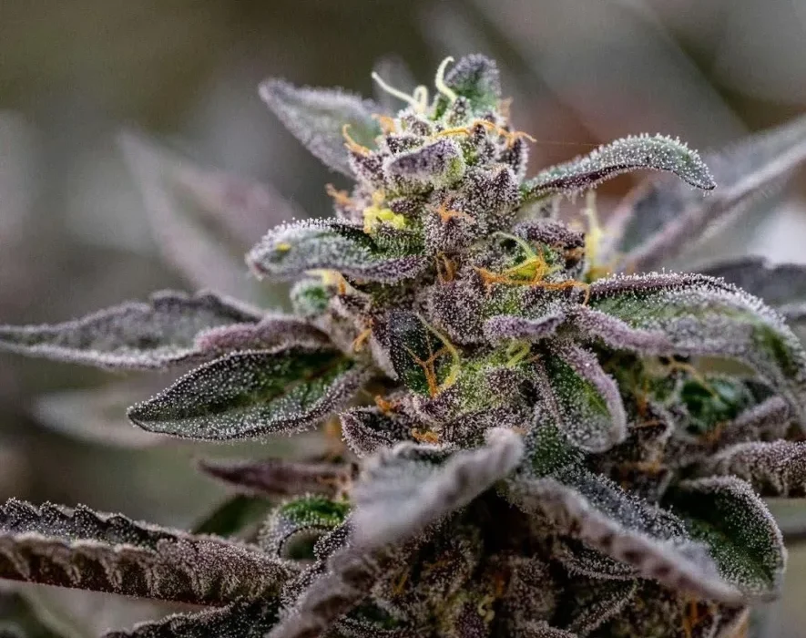 A cannabis plant associated with dependence and Marijuana withdrawal symptoms.