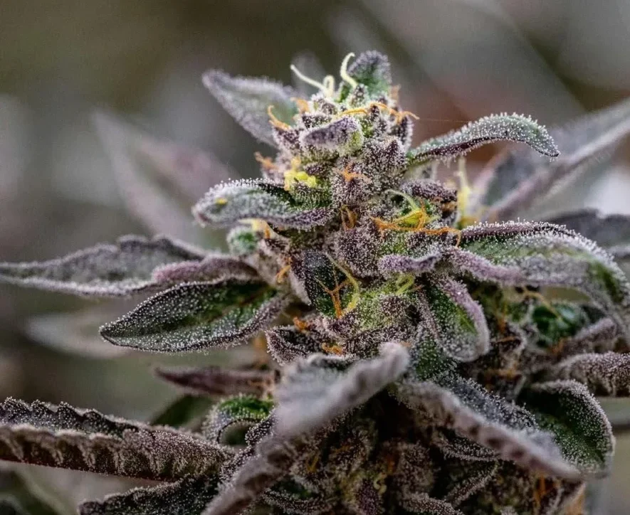 A cannabis plant associated with dependence and Marijuana withdrawal symptoms.