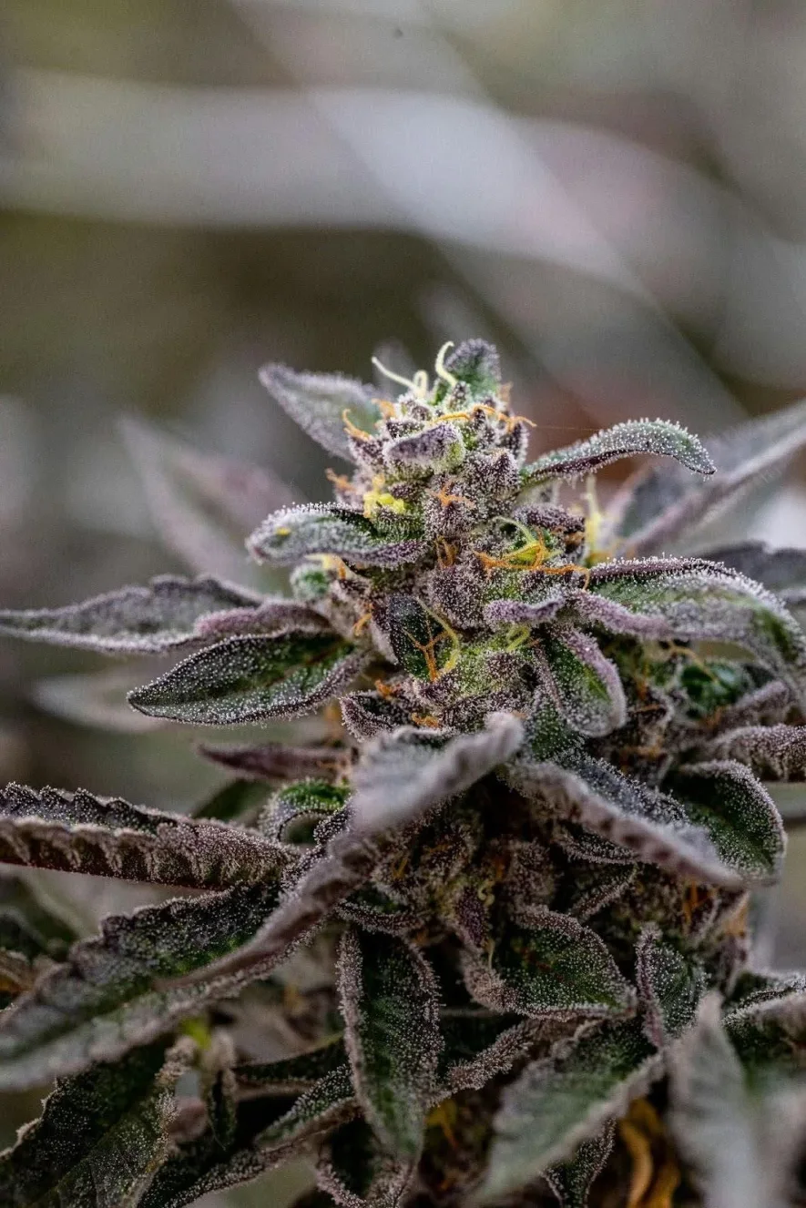 A cannabis plant associated with dependence and Marijuana withdrawal symptoms.