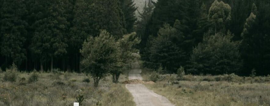 Woman walking down a forest road, symbolizing recovery and the question, “How many people relapse after rehab?”